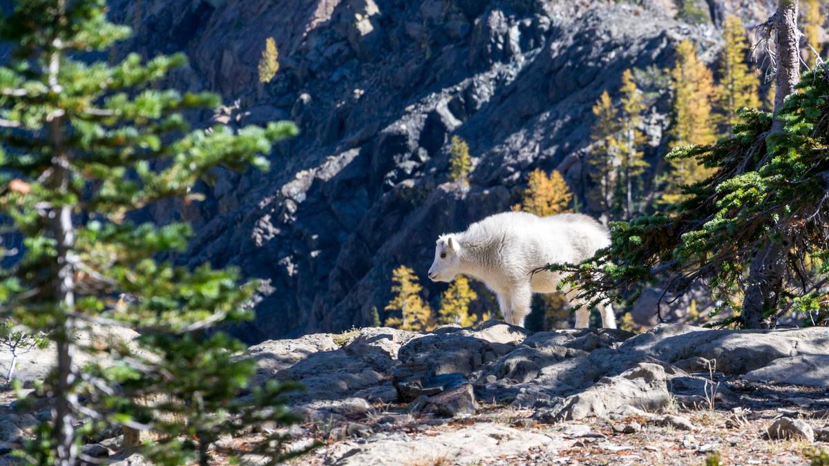 Detailansicht: Grenzgänger Formular S1