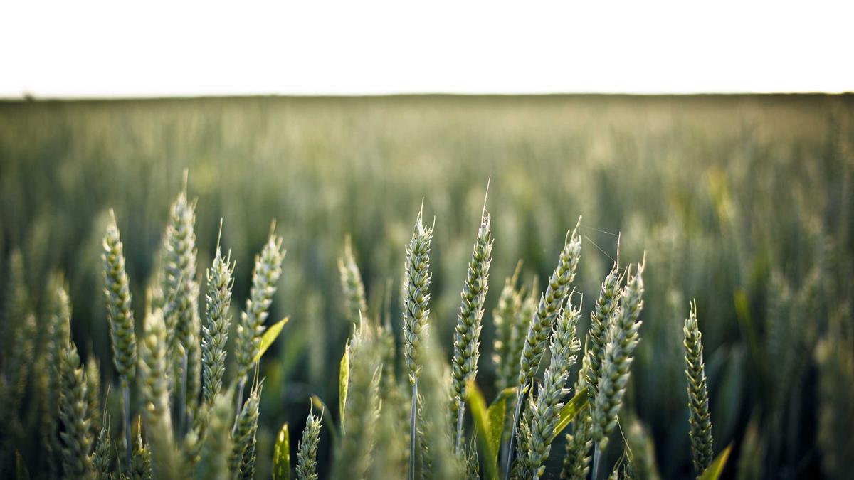 Detailansicht: Grenzgänger Quellensteuer Krankenversicherung