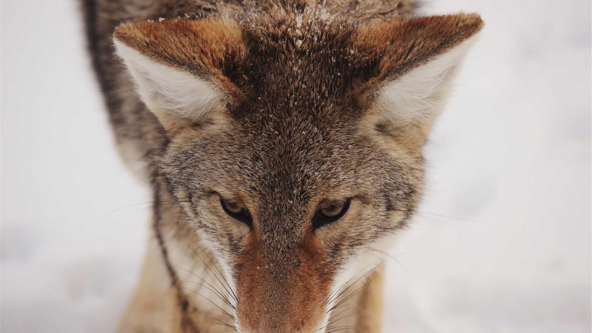 Detailansicht: Spitalzusatzversicherung Halbprivat