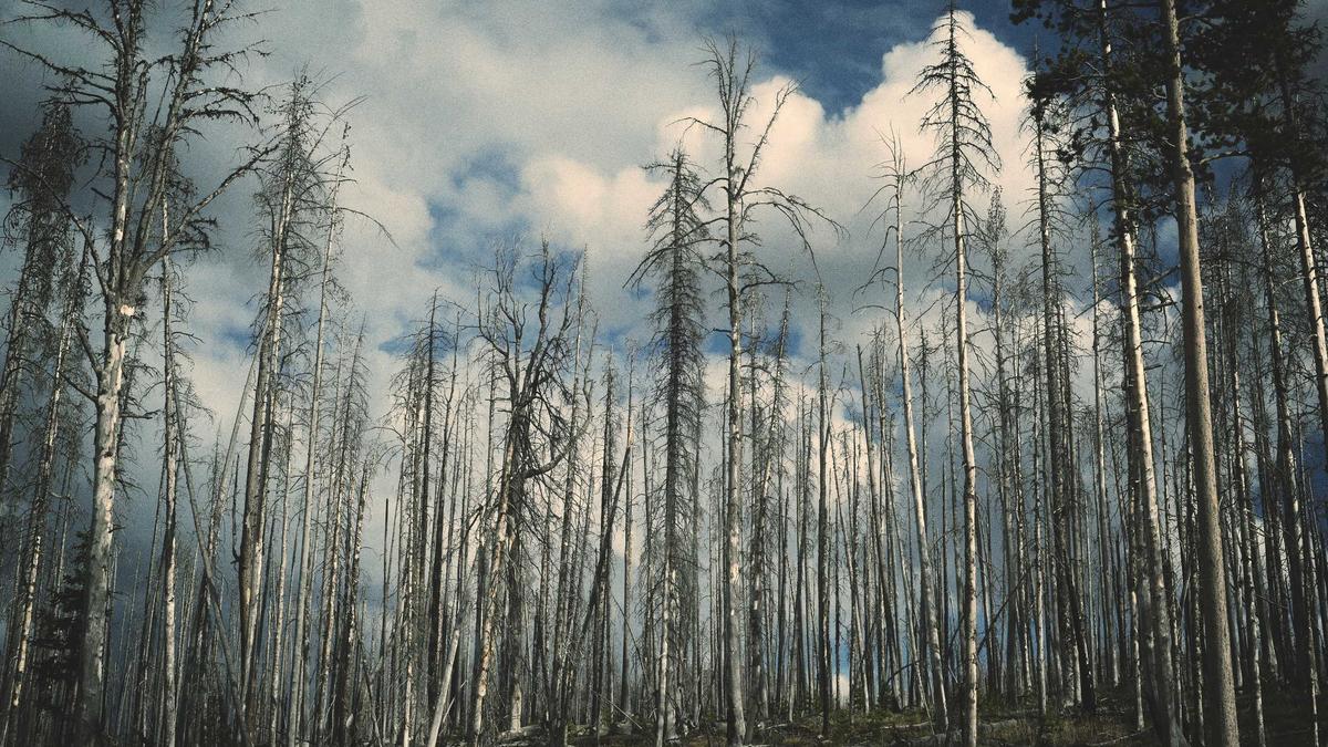 Symbolbild zum Thema Grenzgänger Arbeitslosengeld