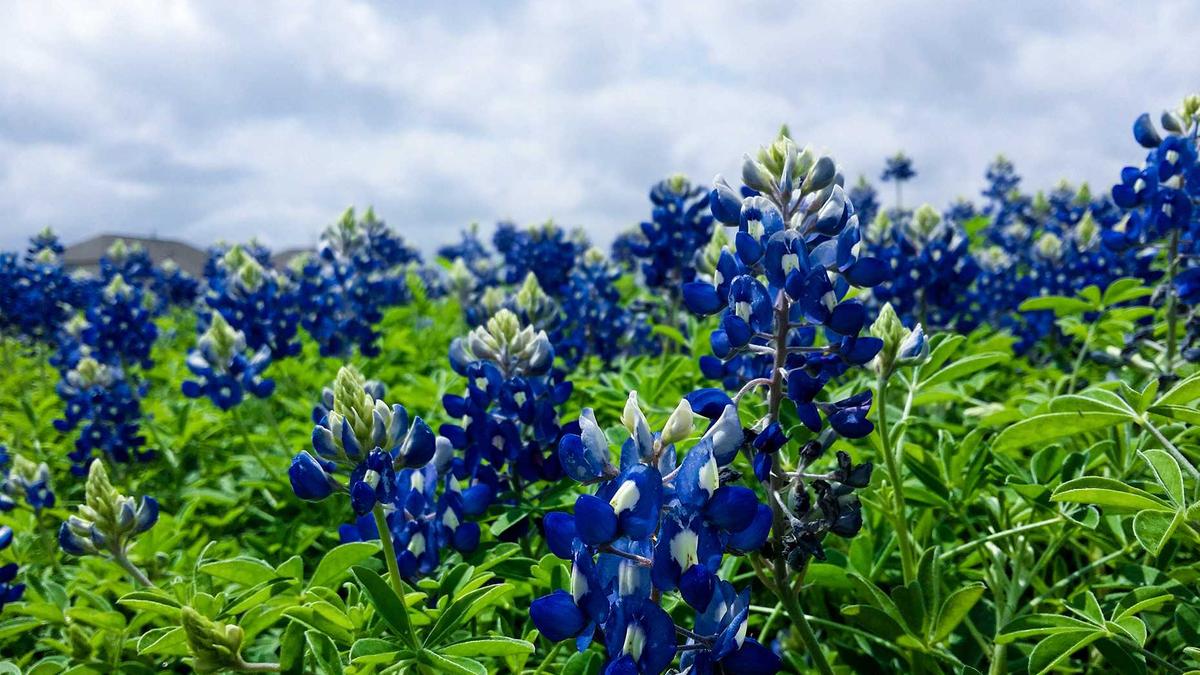 Illustration zu Grenzgänger Genf