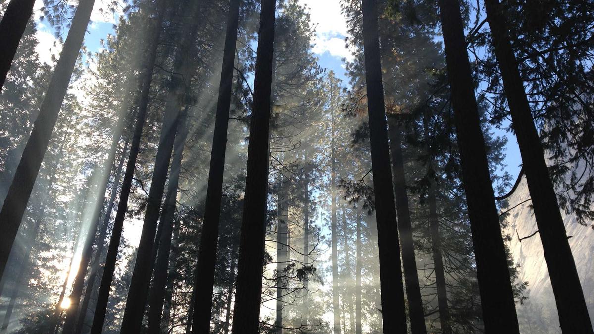 Detailansicht: Krankenkasse Laufende Behandlung